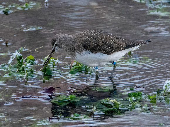 Green sandpiper