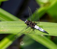 Scarce chaser
