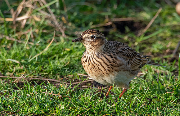 Skylark