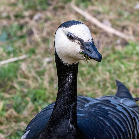Barnacle goose