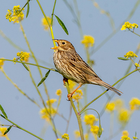 Corn bunting