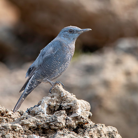 Blue rock thrush