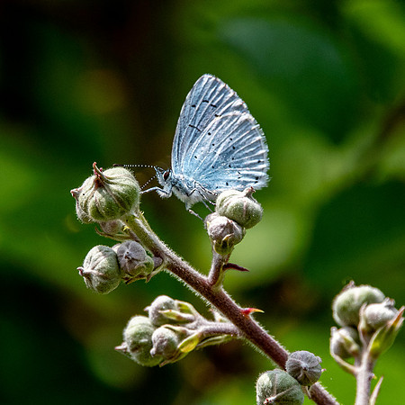 Holly blue