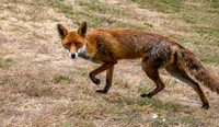 Red fox