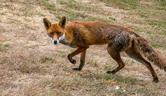 Red fox