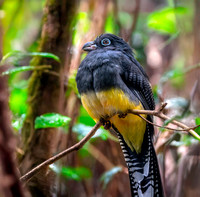 Green backed trogon, female