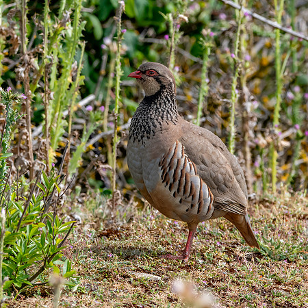 Red legged partridge