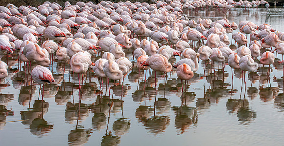 Greater flamingo