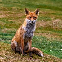 Red fox