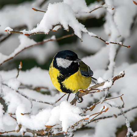 Great tit in snow