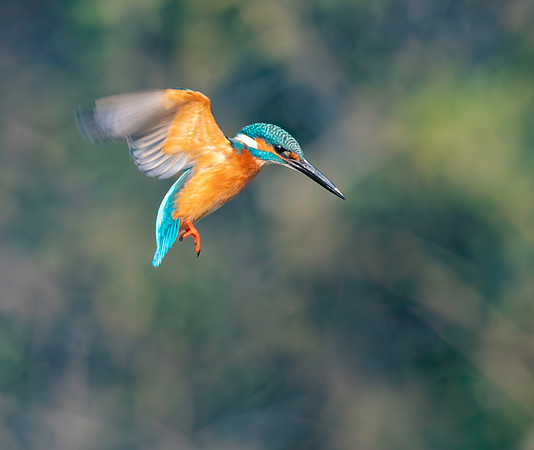 Little Indian Kingfisher