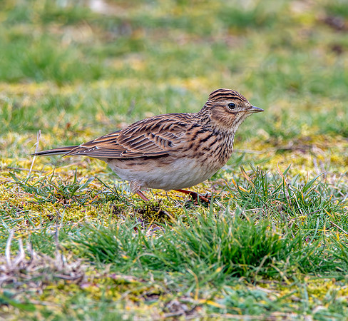 Skylark