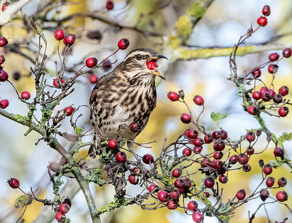 Redwing