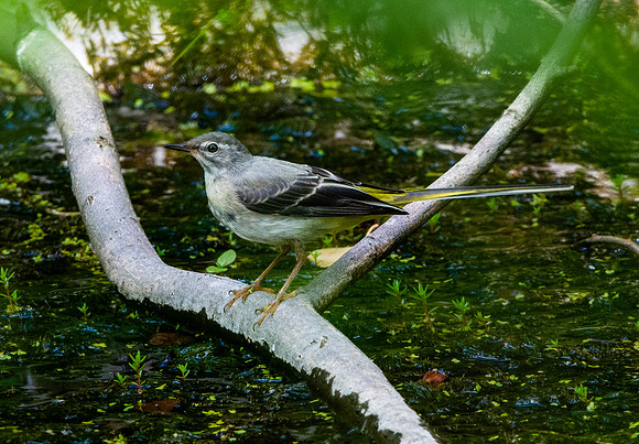 Grey wagtail