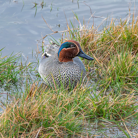 Common teal