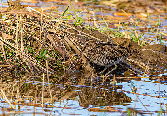 Common snipe