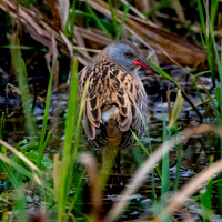 Water rail