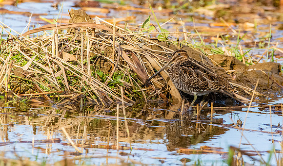 Common snipe