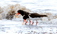 Eurasian / Common Oystercatcher