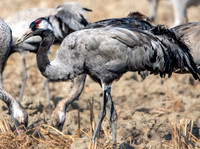 Common crane / Eurasian crane