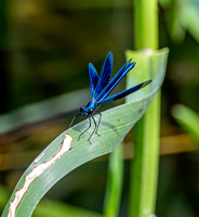 Banded demoiselle