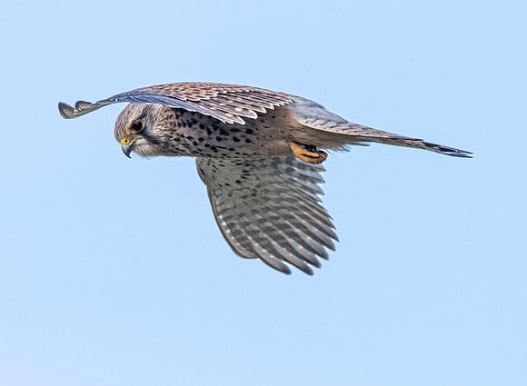 Common Eurasian kestrel