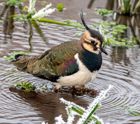 Northern Lapwing