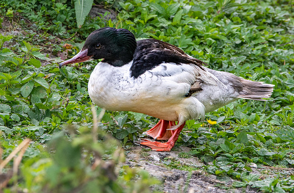 Goosander / common merganser, male