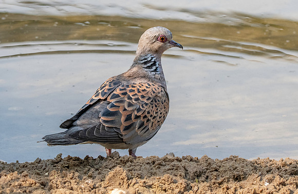 Turtle dove