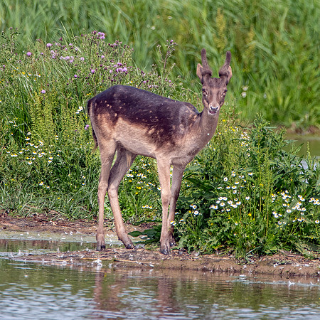 Fallow deer