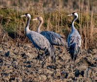 Common crane / Eurasian crane