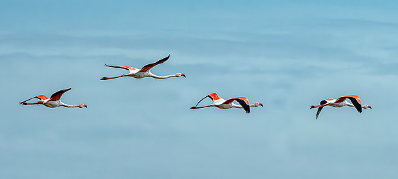 Greater flamingo
