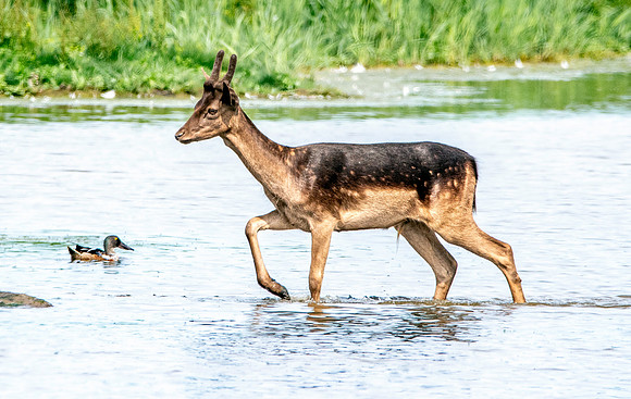 Fallow deer