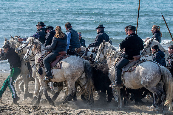 Camargue white horse