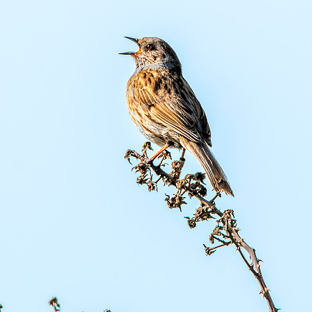 Dunnock / Hedge sparrow
