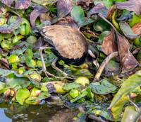 Bronze winged jacana