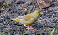 Greenfinch