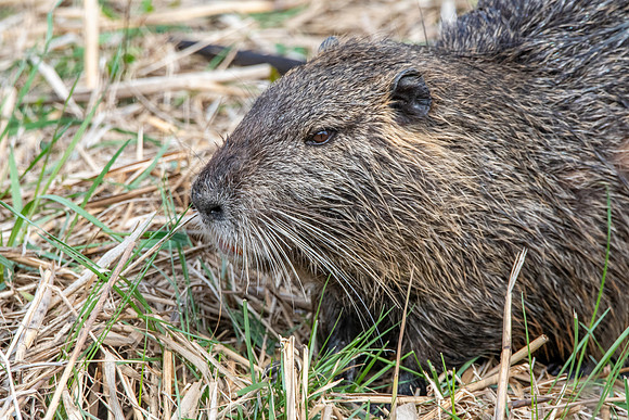Coypu / Nutria