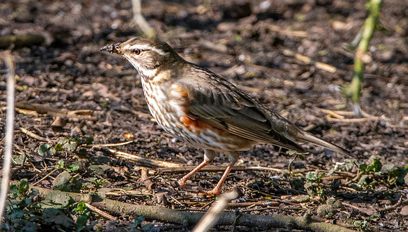 Redwing