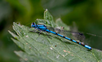 Common bluet