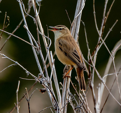 Sedge warbler