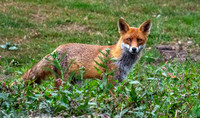 Red fox