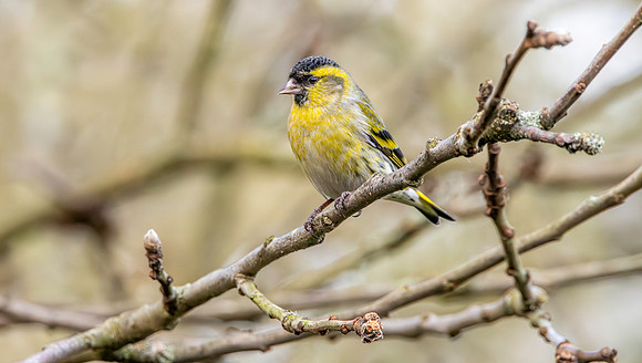 Eurasian siskin