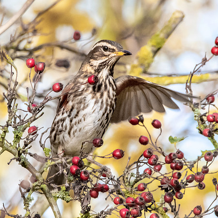 Redwing