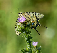 Scarce swallowtail