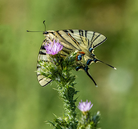 Scarce swallowtail
