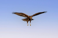 Marsh harrier
