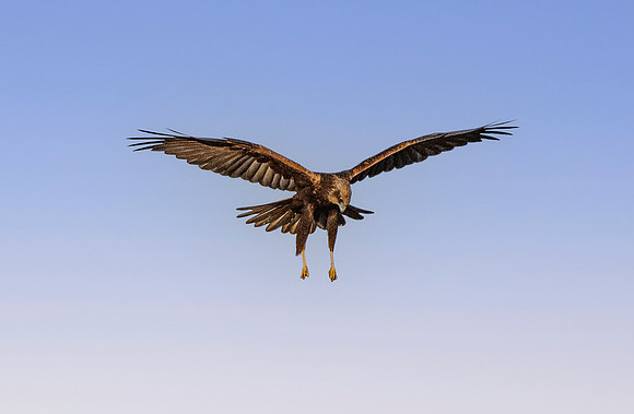 Marsh harrier