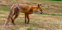 Red fox