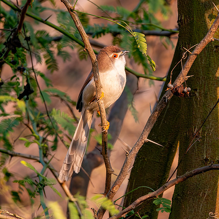 Yellow eyed babbler